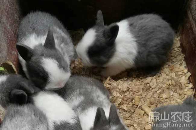 白恢竹鼠養殖