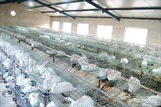 鳳新大白兔批發
