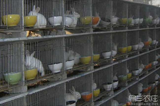 廈門規模竹鼠養殖
