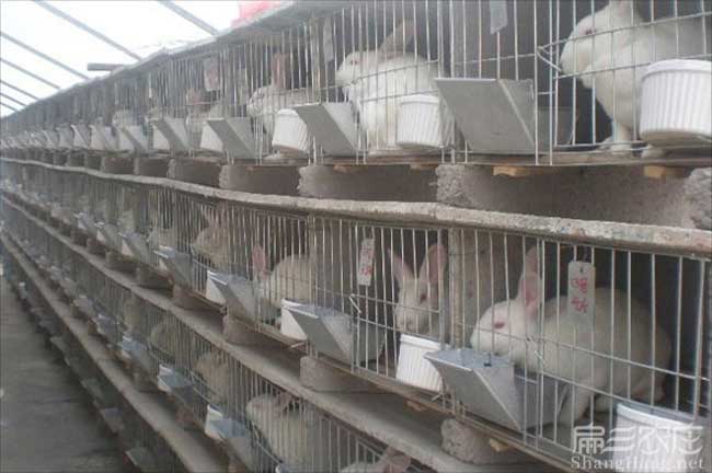 福建種兔養殖