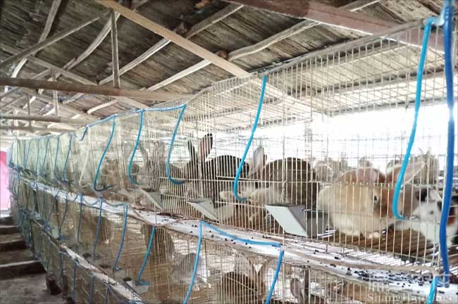 漳州大種兔養殖