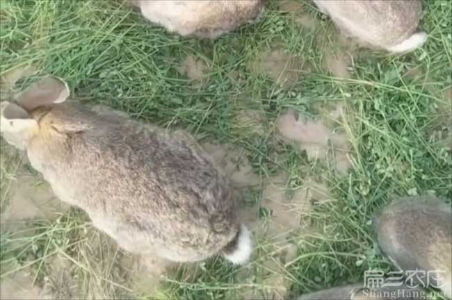 崇仁野兔養殖技術