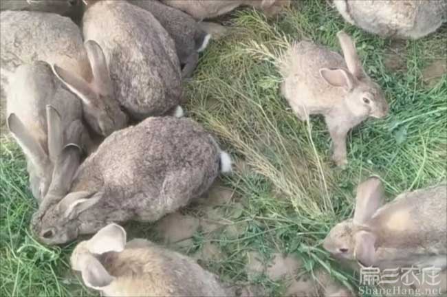 廣州竹鼠養殖