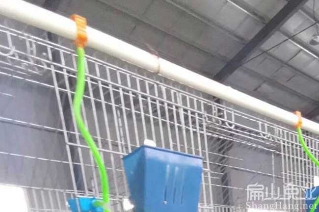 臺州竹鼠養殖場