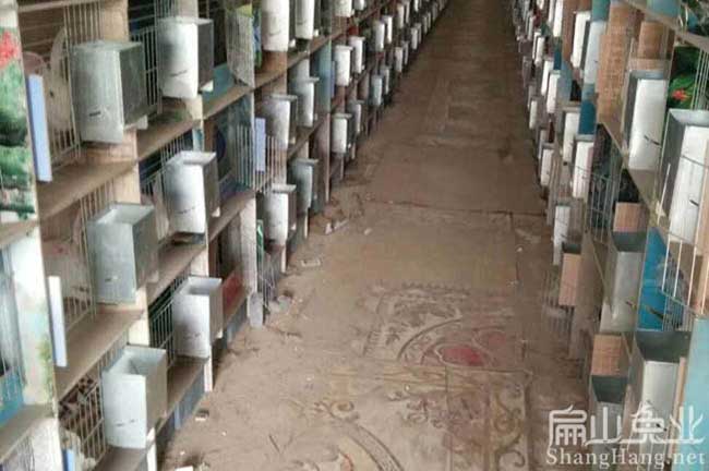 福建兔籠批發