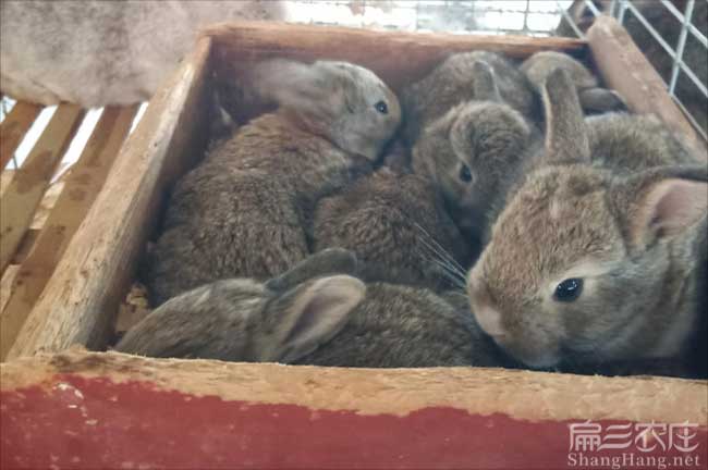 分宜野兔批發