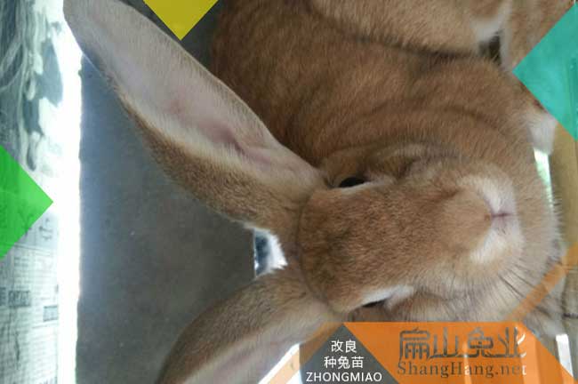 扁山江西的楊梅樹苗培育標準貨基地 贛州水晶黑高峰東魁9元