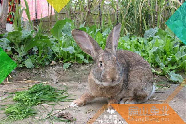 扁山江西的楊梅樹苗培育標準貨基地 贛州水晶黑高峰東魁9元