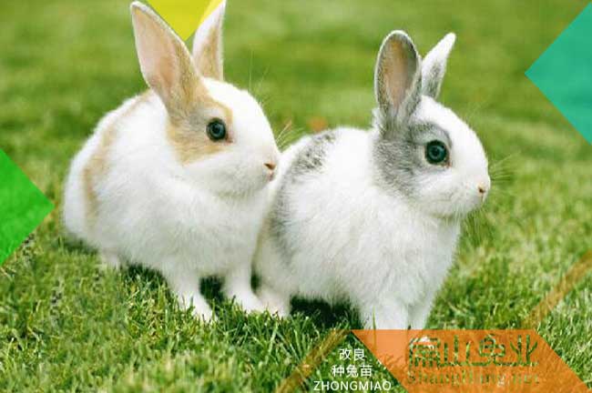 賣上饒兔子養殖基地 比利時種兔產業發展上饒基地批發18元