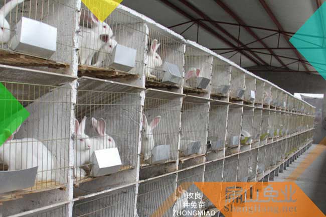 南昌竹鼠養殖場