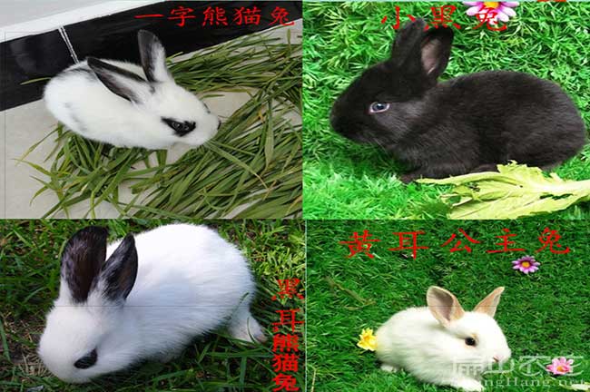 新余黃毛兔養殖
