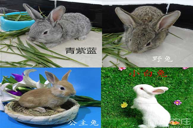 壽寧竹鼠養殖