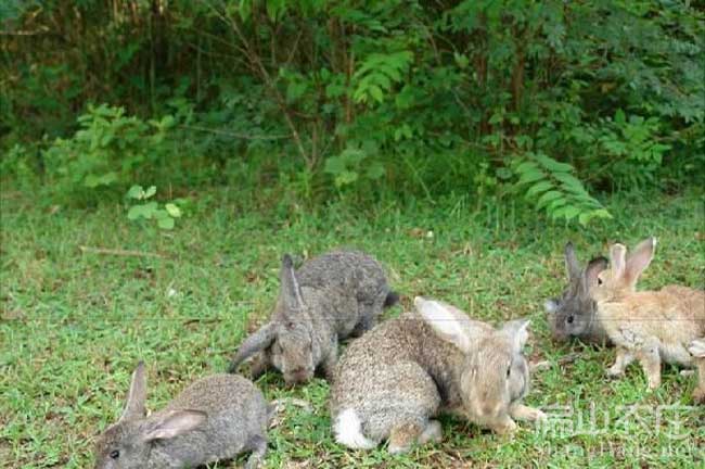 寧德野竹鼠養殖