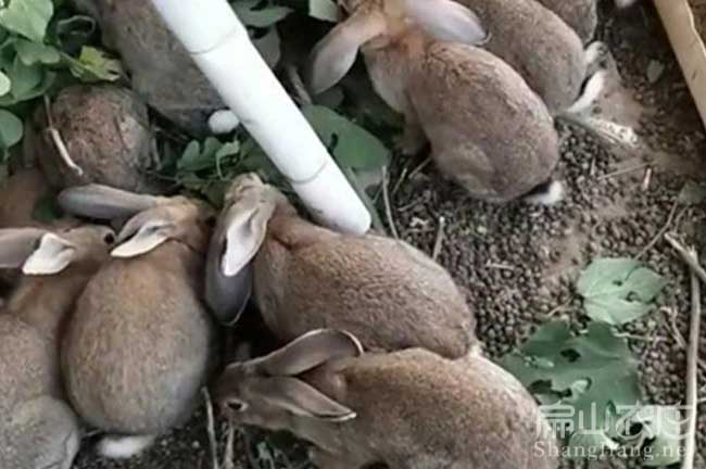 東莞肉兔批發