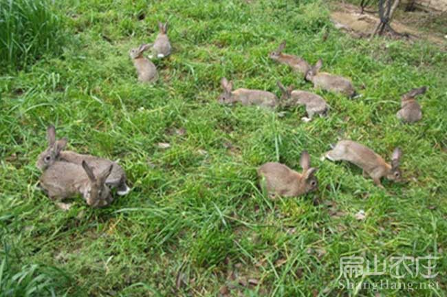 龍巖野兔養殖