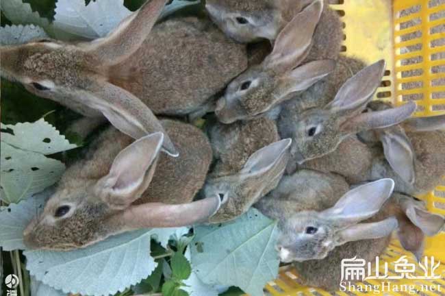 江西比利時兔苗