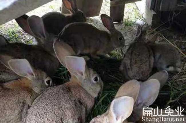 漳州散養野兔