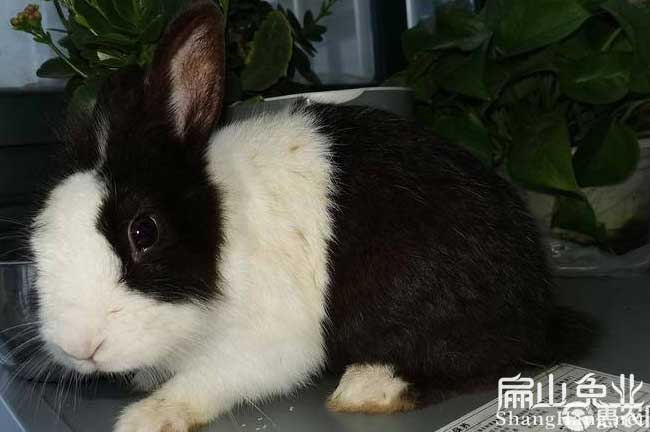 龍巖花籃兔養殖場