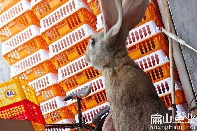 銀星c紅頰竹鼠養殖
