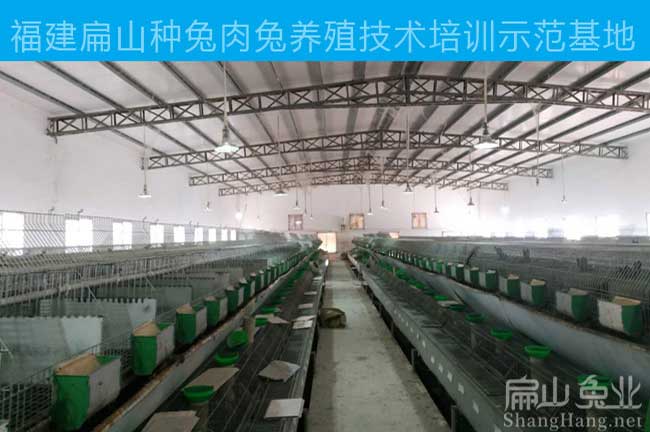 福建兔苗基地