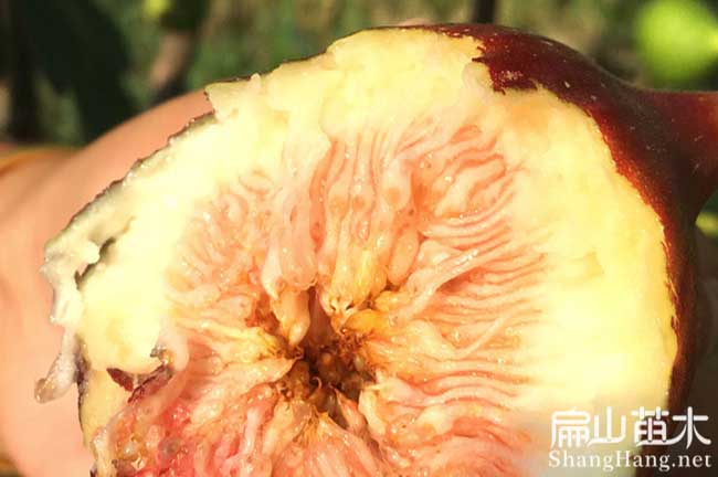 蒲廟無花果苗批發