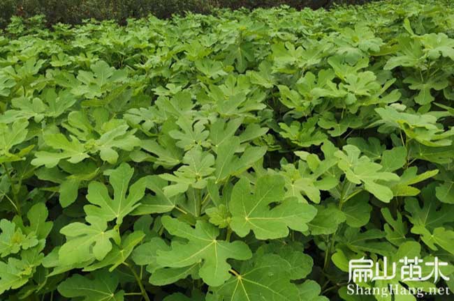 蒲廟無花果苗批發