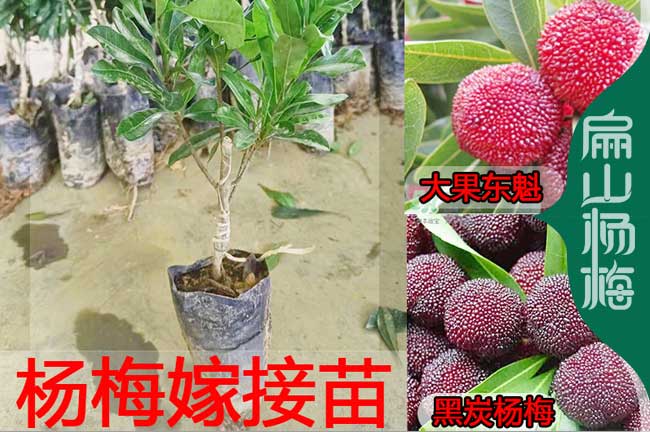 龍巖楊梅苗批發