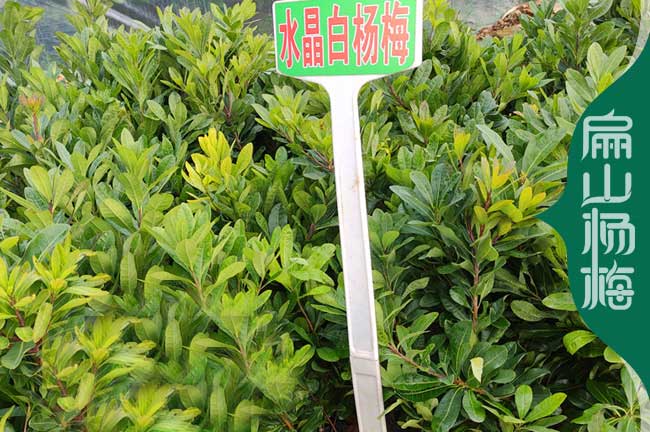 廣東實生楊梅苗