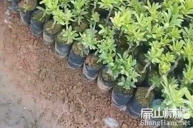 佛山佛山楊梅小杯苗批發