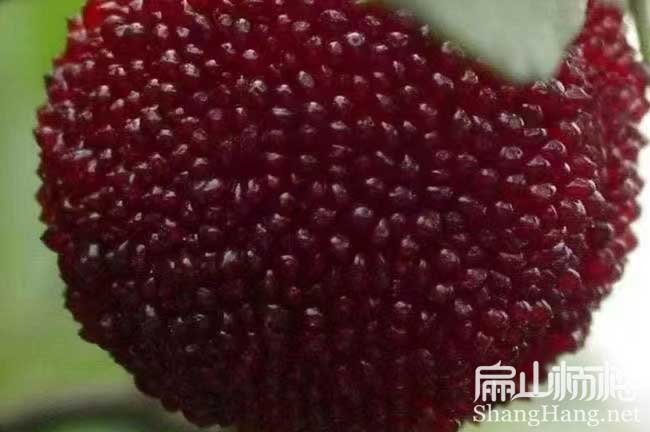 湛江荸薺楊梅批發