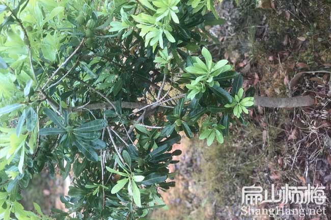 [遂寧楊梅苗批發]永樹冠水晶高度冠幅 實生裸根小杯苗50-80CM