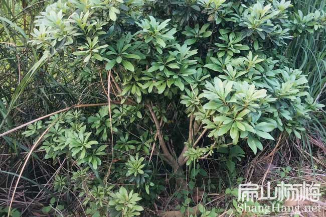 宜春東魁楊梅苗之鄉 江西宜春水晶早熟晚稻8元/顆-扁山楊梅