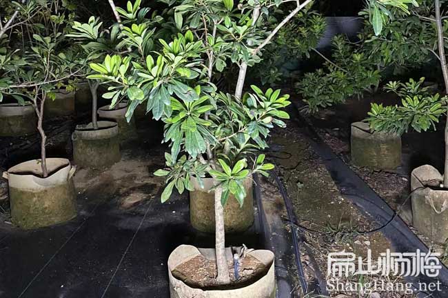 清遠地徑2-3公分楊梅大杯苗