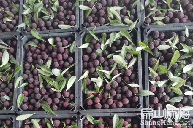 雅安3年楊梅大杯苗