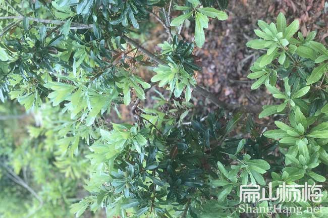 景德鎮地徑3公分楊梅苗