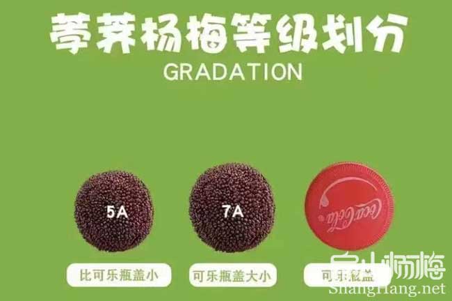 韶關荸薺楊梅苗批發