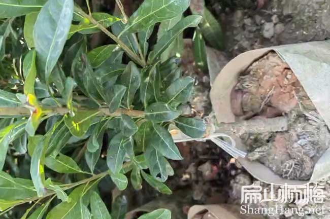 清遠楊梅大杯苗批發