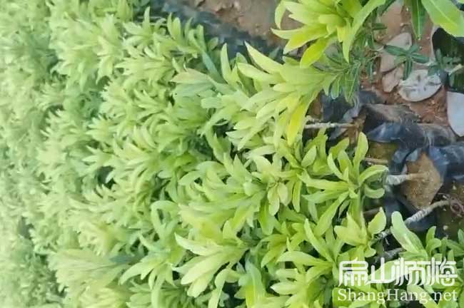 張家界水晶楊梅杯苗批發