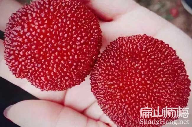 汕頭大東魁楊梅批發