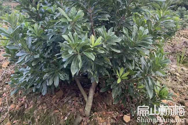 眉山3年楊梅大杯苗批發