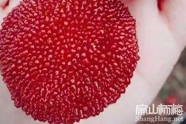 荸薺 潮州楊梅苗種植基地專業批發大黑炭仙居楊梅苗6元/顆