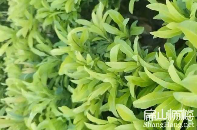 景德鎮水晶楊梅批發