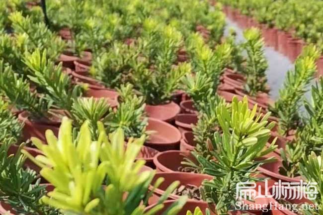 批發楊梅樹苗砧木接穗 寧波東魁永樹冠水晶楊梅砧木接穗2元/節