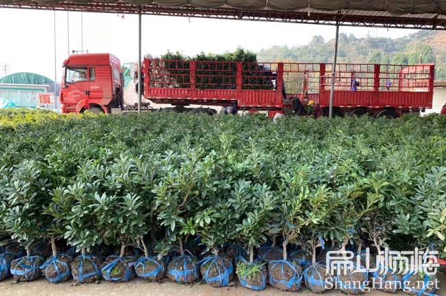 韶關大黑炭楊梅杯苗