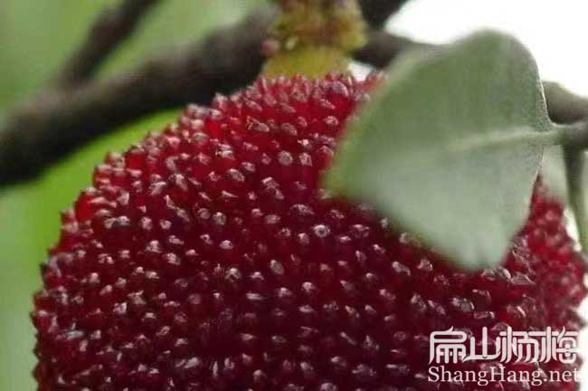 株洲楊梅批發