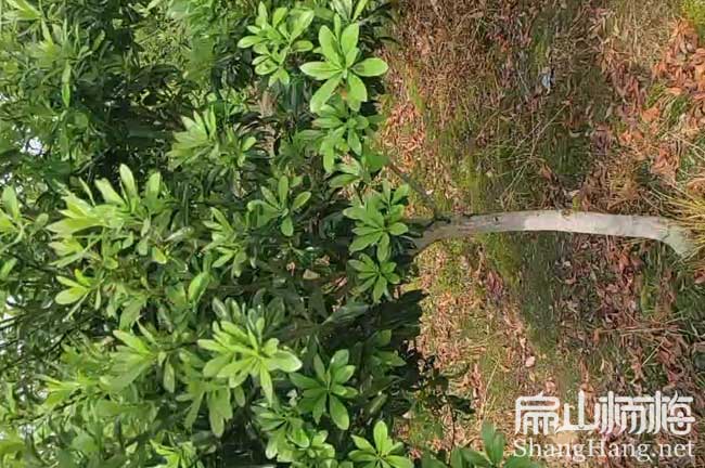 銷路 江西烏酥永樹冠東魁水晶白楊梅苗批發 高51公分 地徑2C
