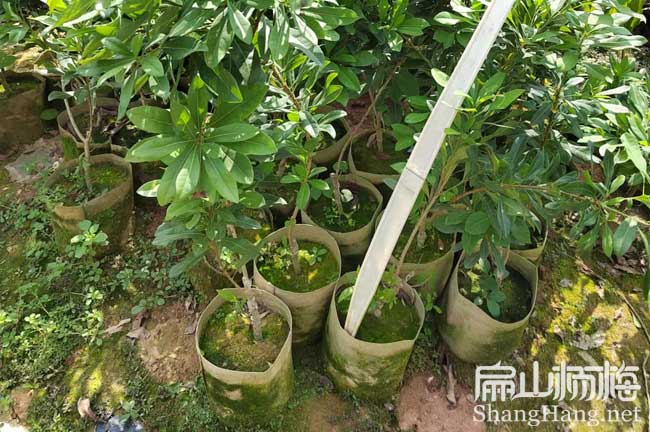 規?；?唐山廊坊種金線蓮種植基地 種苗0.6元/Ke批發價錢