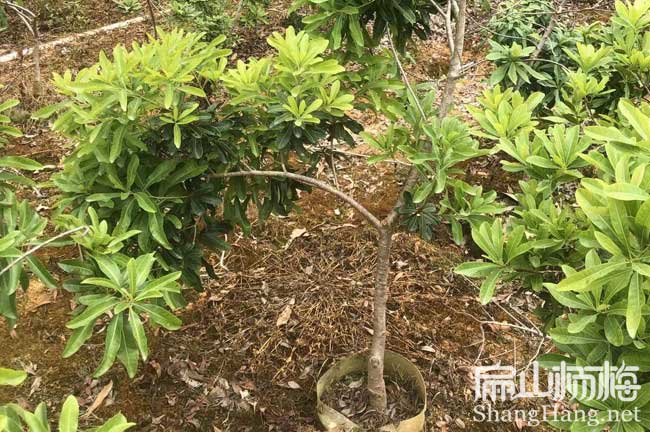 涼山楊梅苗培育基地