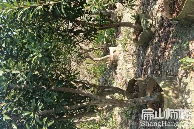 濟南地徑5公分楊梅杯苗
