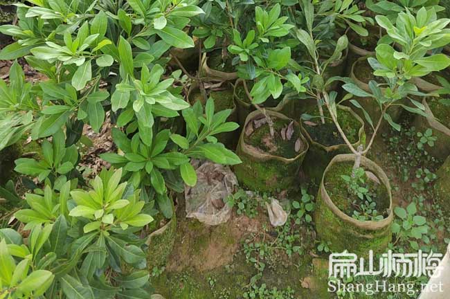 眉山3年楊梅大杯苗批發